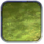 Grassland