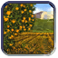 Orchard