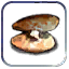 Clam
