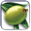 Olives