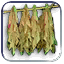 Tobacco