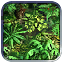 Rainforest