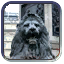 trafalgar_square_button