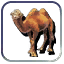 Camel_button